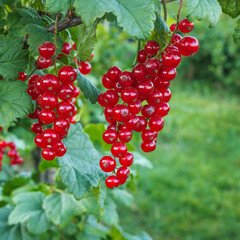 Red currants on a branch with green leaves  in July
