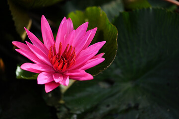 Close up of Beautiful Lotus Flower Blossom in Pond.