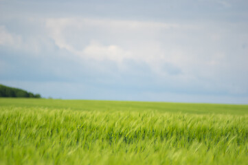 Obraz na płótnie Canvas Spikelets of wheat on the field close up
