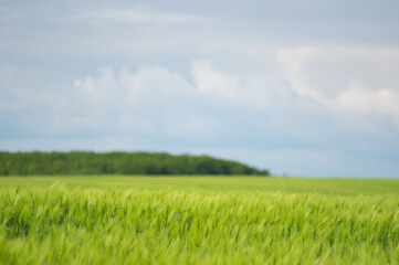 Obraz premium Spikelets of wheat on the field close up