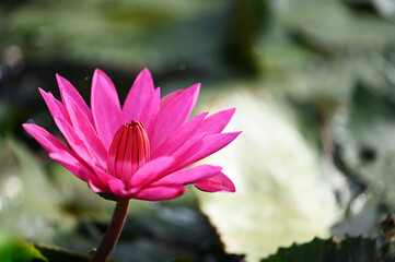 Close up of Beautiful Lotus Flower Blossom in Pond.