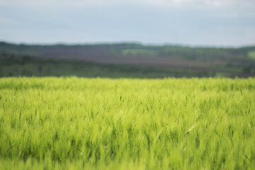 Fototapeta premium Spikelets of wheat on the field close up