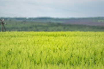 Spikelets of wheat on the field close up