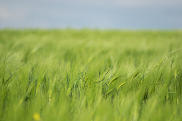 Spikelets of wheat on the field close up