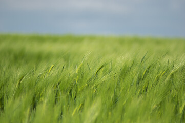 Spikelets of wheat on the field close up