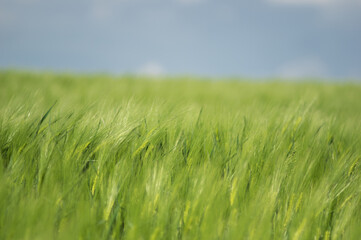 Spikelets of wheat on the field close up