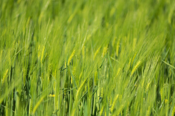 Spikelets of wheat on the field close up