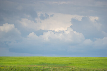 Field of wheat on sky background