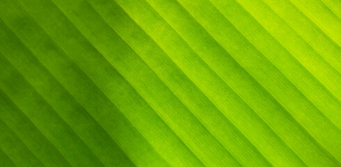 Close up banana leaf texture with beautiful pattern