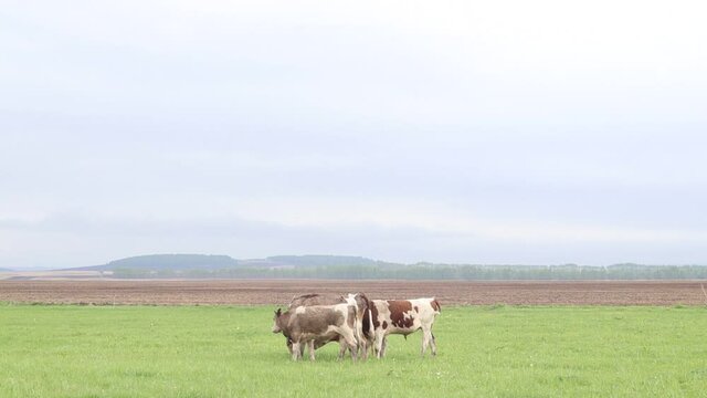 Cows grazing in the pasture.
