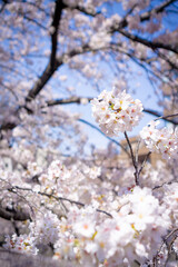 日本で見られる美しい桜の花