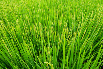 Tension close-up of verdant rice field at depression angle