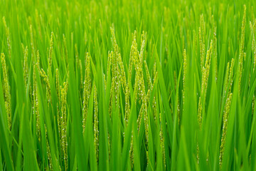 Fototapeta na wymiar Upcoming harvest, green rice close-up, blurred background