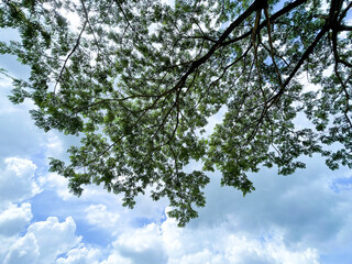 sky and clouds and tree leaf
