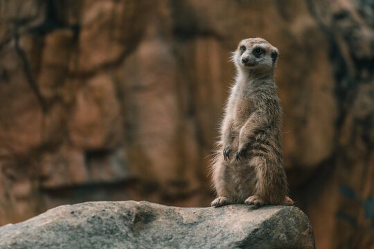 Wild surikat standing on a rock