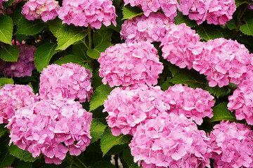 Pink and purple Hydrangea flower on blurred background - ピンクと紫色の紫陽花の花