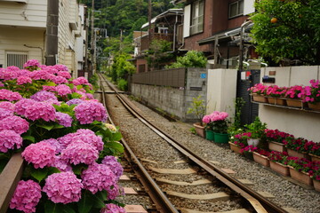 Fototapeta na wymiar Enoden Railway along pink and purple Hydrangea flower - 紫陽花の花と江ノ電の線路