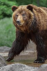 Fototapeta na wymiar Kamchatka brown bear