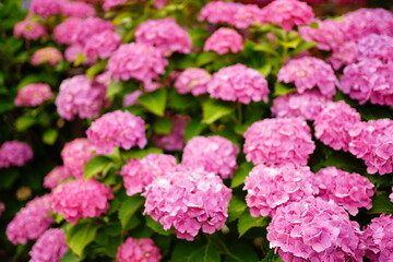 Pink and purple Hydrangea flower on blurred background - ピンクと紫色の紫陽花の花