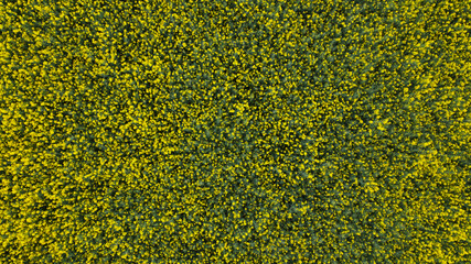 Blooming rapeseed field. Agricultural fields. Yellow flowers are visible. Aerial photography.