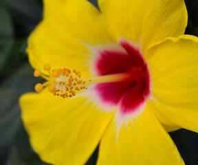 Chinese hibiscus is a small flowering tree and the national flower of Malaysia
