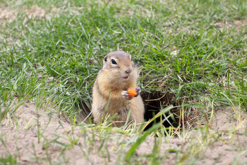 Wild gopher eating near the burrow
