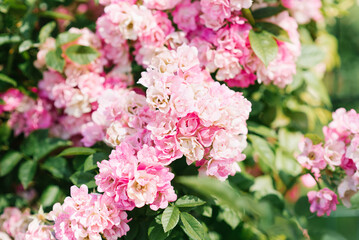 Small pink roses bloom on a bush in the summer in the garden