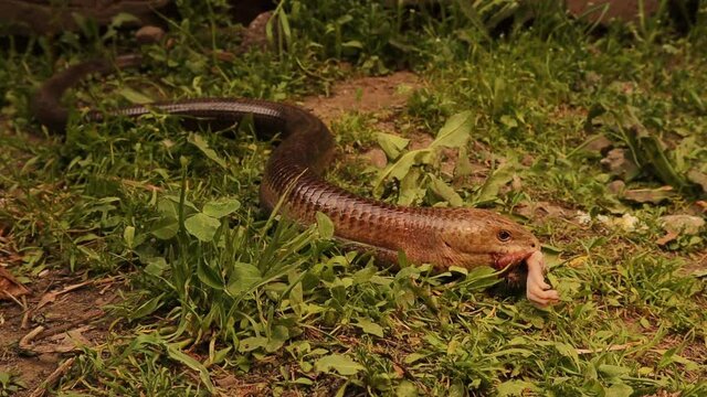European legless lizard feeding a rat.
it's Not a snake, glass lizard.
its characteristics: Wide tongue, possessing eyelids, possessing external ear openings.
non venomous reptile, harmless.
reptiles
