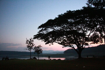 Naklejka na ściany i meble silhouette of a tree at sunset