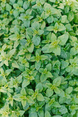 Obraz premium Background of fresh green organic oregano growing in the garden