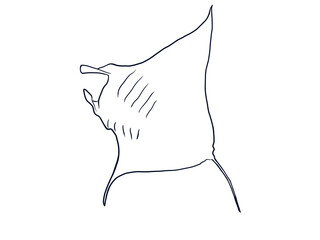 Manta ray  line drawing
