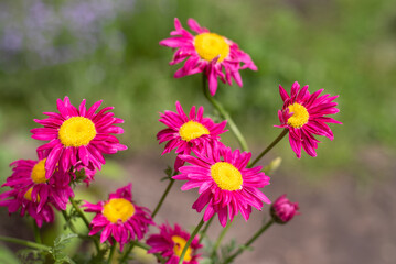 Macro photography. Pink Daisy flower. The pink Pyrethrum, or Persian Daisy (lat. Pyrethrum roseum) in the garden close-up.
