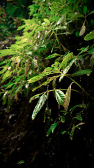 green leaf in the forest