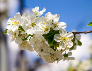 Branch of flowering cherry. Fruit tree blooming in spring.