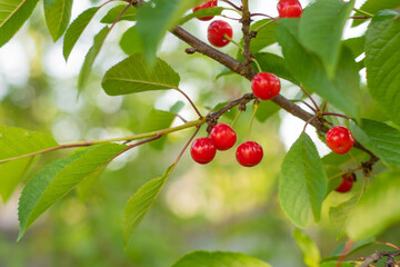 Red and sweet cherries on a branch just before harvest in early summer