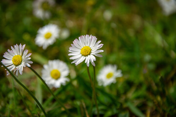 Fototapeta premium Fleurs