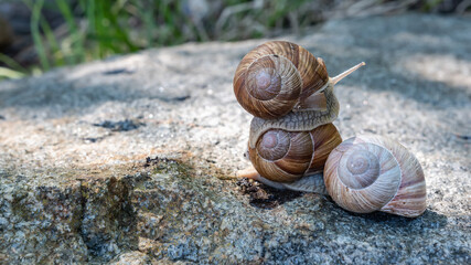 Snails on a rock where one rides on the other. The picture was taken in the Swedish archipelago during the month of June.