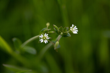 Cerastium Fontanum