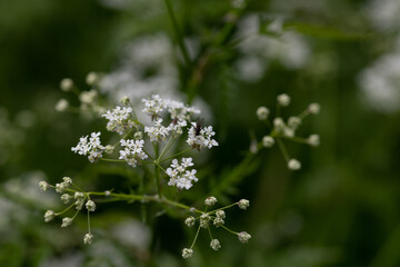 Pimipinella major