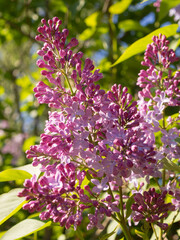 Fototapeta premium branches of blooming lilac