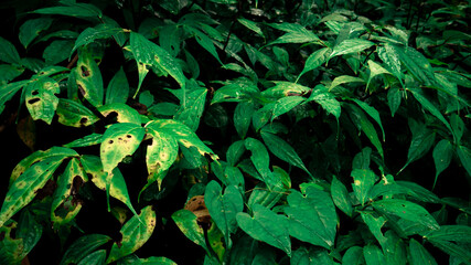 green fern in the rain