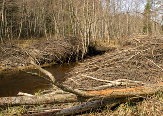 spring landscape with a small wild river, bare trees, reflections in the water, dry grass on the river banks, Stikupe, Vaidava, Latvia