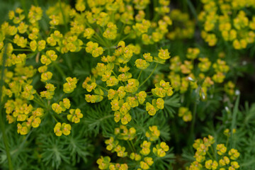 Euphorbia cyparissias 02