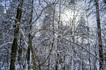 Fototapeta premium Sun rays coming through frosty forest branches