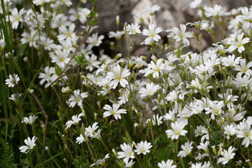 Fleurs blanches de prairie 4