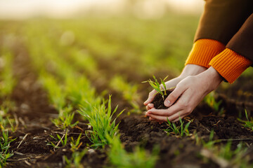 Young Green wheat seedlings in the hands of a farmer. Ripening ears of wheat field. Checking wheat field progress.The concept of the agricultural business. © maxbelchenko