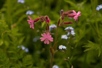 Silene Dioica