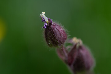 Bourgeons de fleures