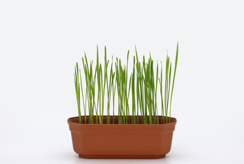 Young wheat grown in a pot.