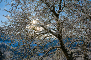 Tree branches in winter with sun star